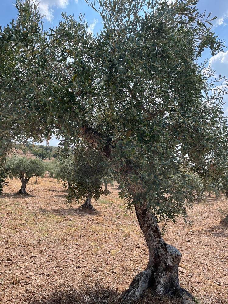 Oliveira carregada de azeitona no nosso olival, Terra Fria Transmontana