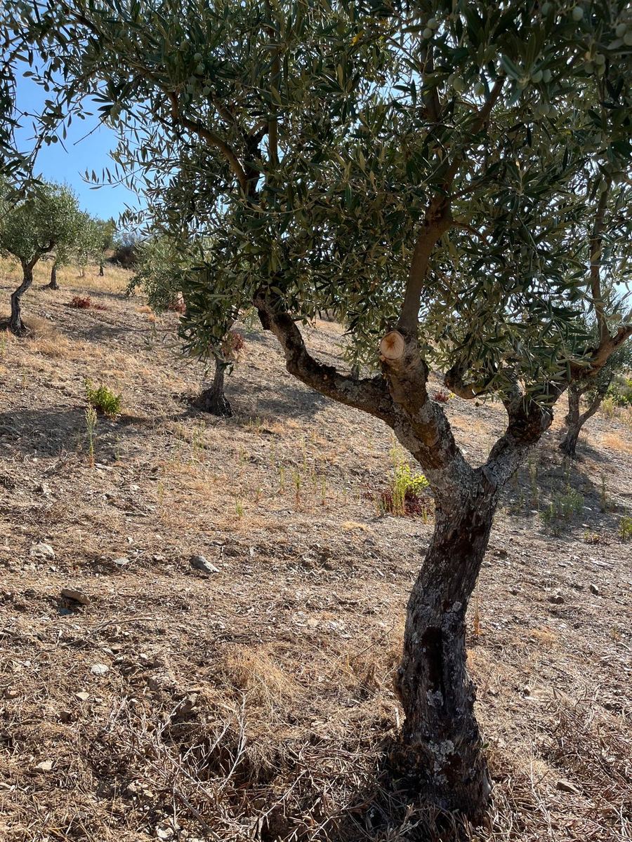 Corte de poda recente num ramo de oliveira, técnica tradicional