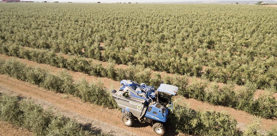 Olival superintensivo em sebe no Alentejo, colheita mecanizada
