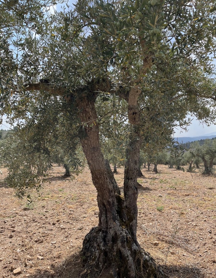 Oliveira do nosso olival, plantada há mais de 50 anos, em Trás-os-Montes