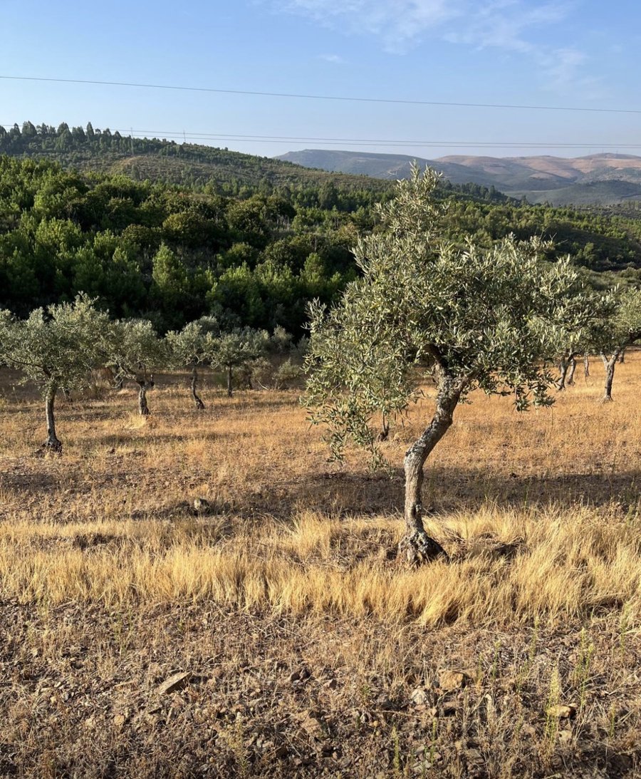 Olival e paisagem de montanhas em Trás-os-Montes